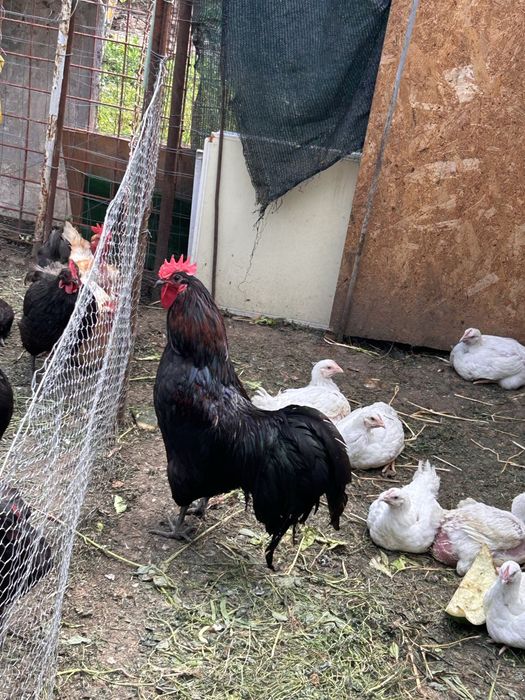 Cocos Australorp