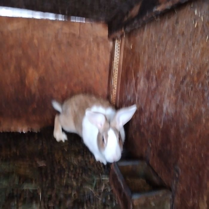 Vînd Femele Hicolle