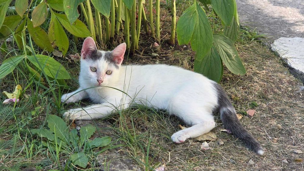 Осинови коте предлагам