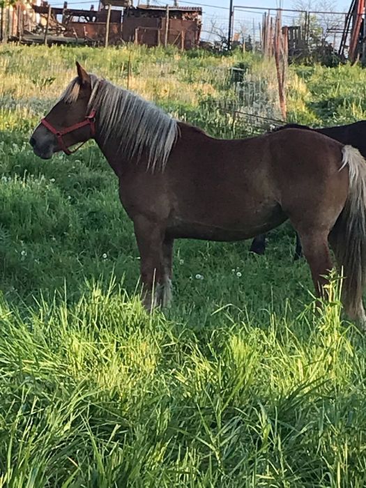 Vând iapa linia fitero