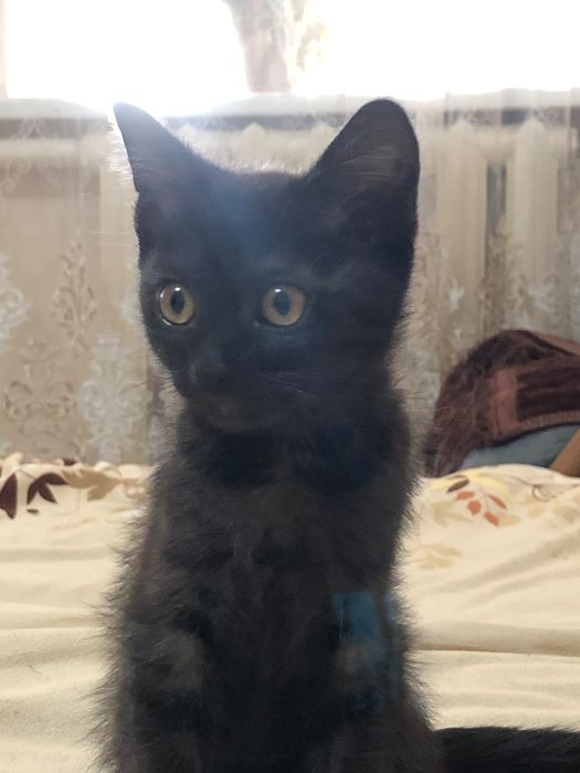 Отдам котёнка бесплатно