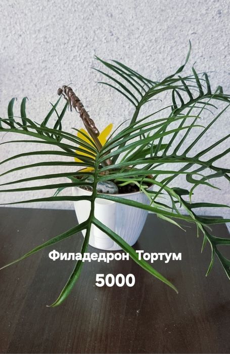 Комнатные растения от 1500