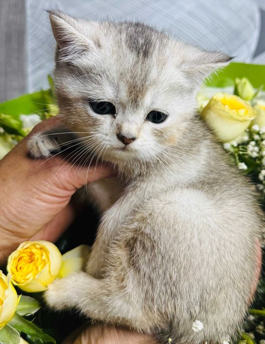 шиншиллки девочки плюшевые  комочки
