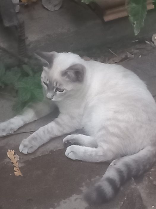 Кошечка в добрые руки