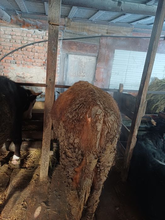 Продаётся 5 голов