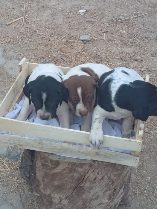 Продаются щенки поинтер кобели