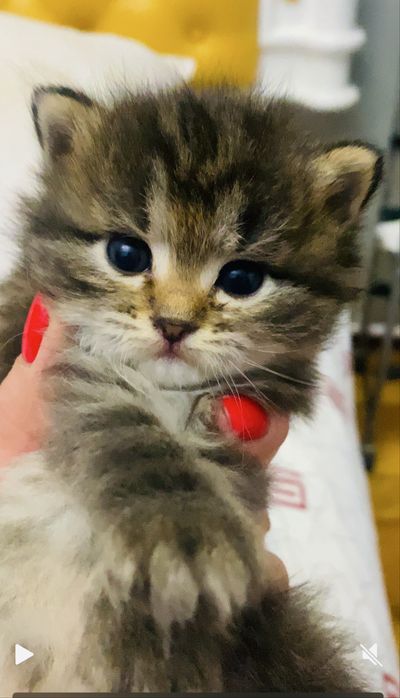 Котята крысоловы
