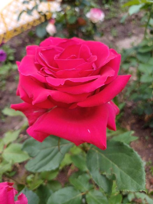 Дача 6 соток, с/т Дружба-1