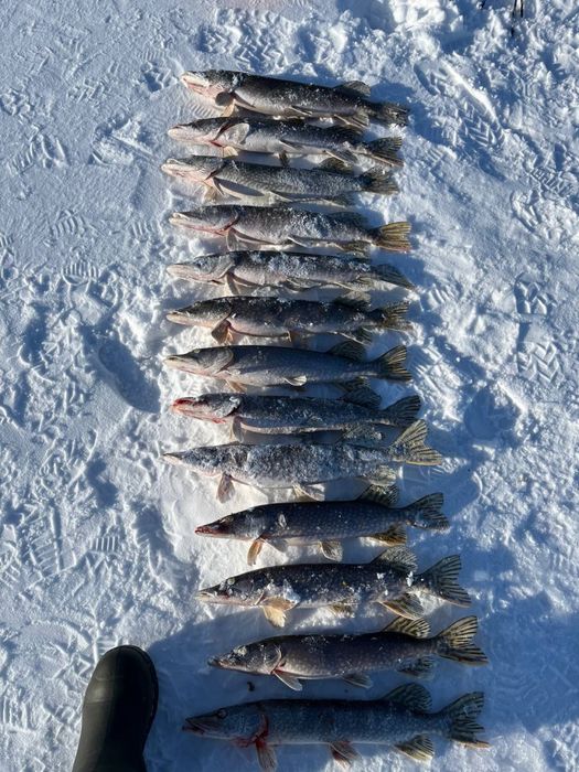 продается свежая рыба щука !!!