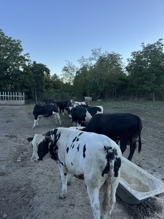Tauri lot 10bucati