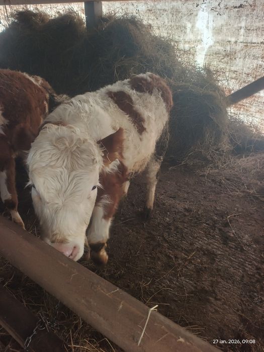 Vând 2 tauri  sănătoși si cuminți