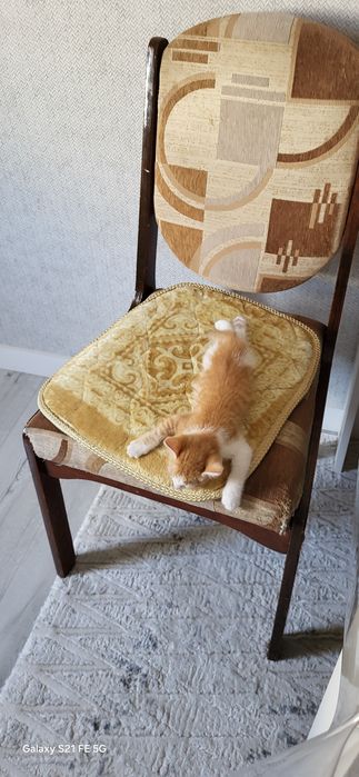 Котенок в хорошие руки