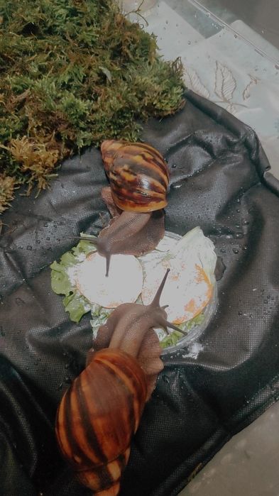 Архахатина Нигерия