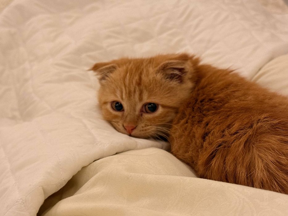 Скотиш фолд сотилади