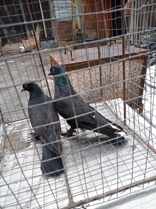 Голуби самки молодые