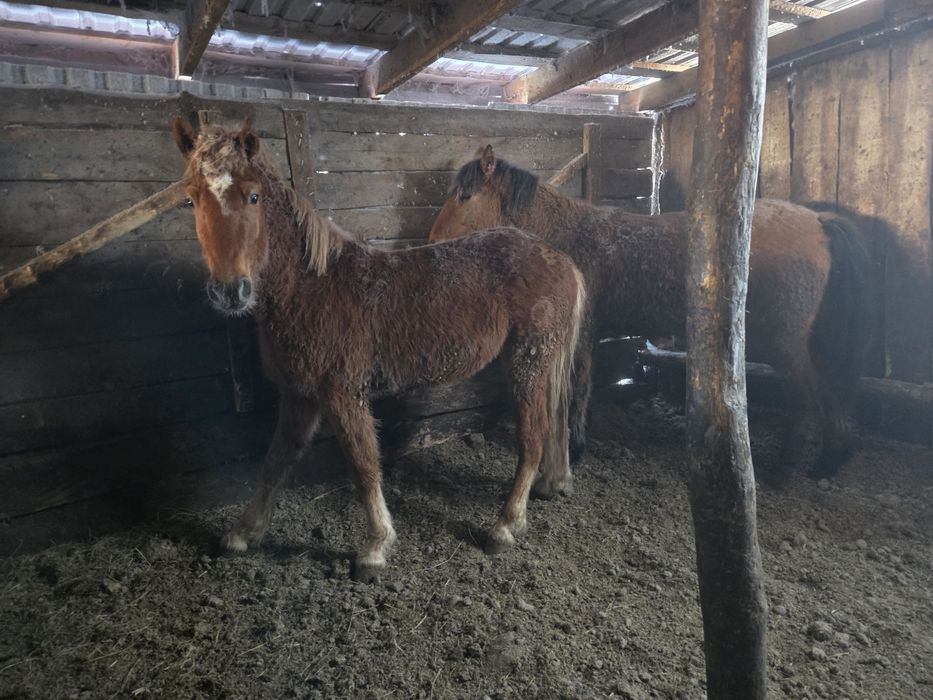 Тайлар с откорма