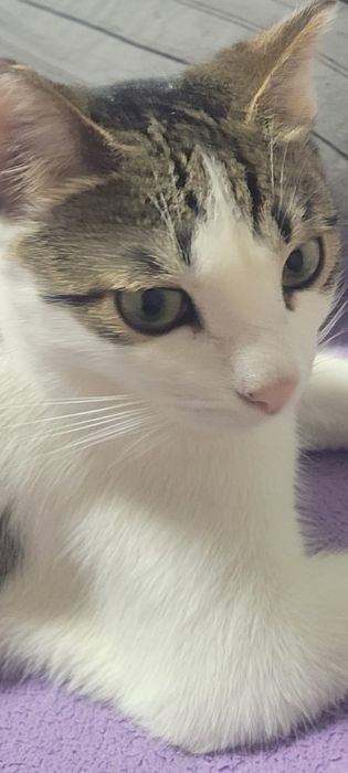 Кошки  и  коты..