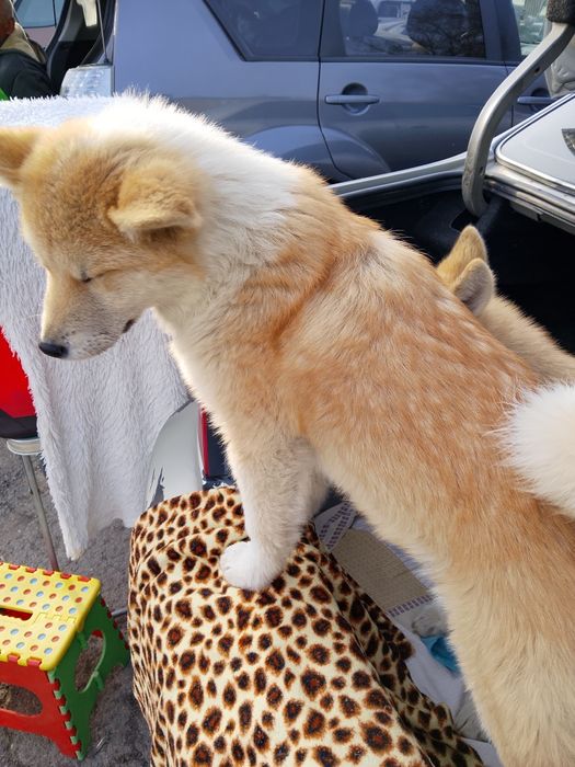 Акита Ину ( Хатико )