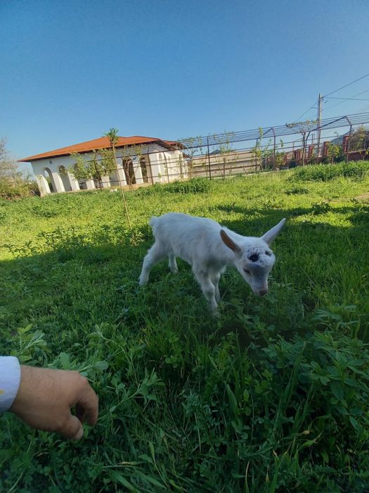 Ешкі, лақ, козы,