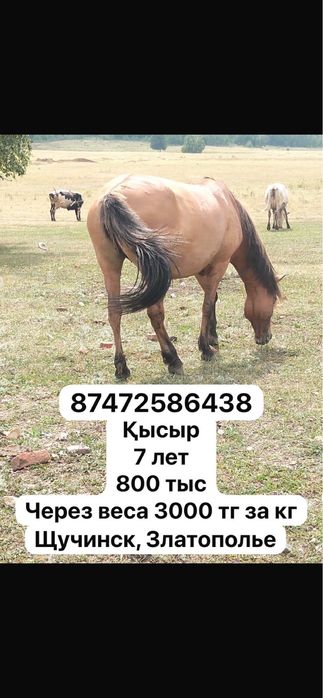 Продам скот, недорого