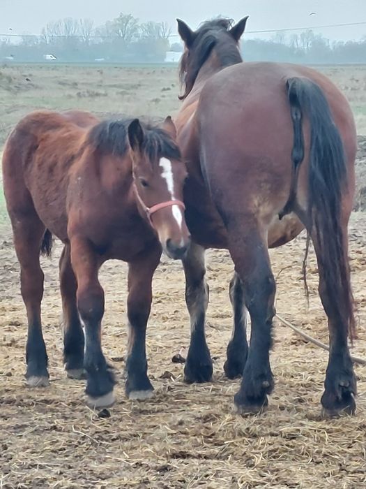 Vand o pereche de iepe murgi cu manza de 6 luni