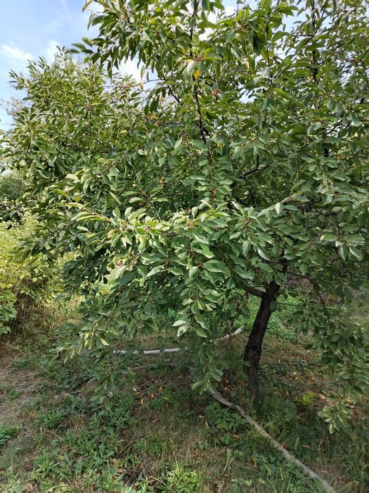 Продам дачный УЧАСТОК