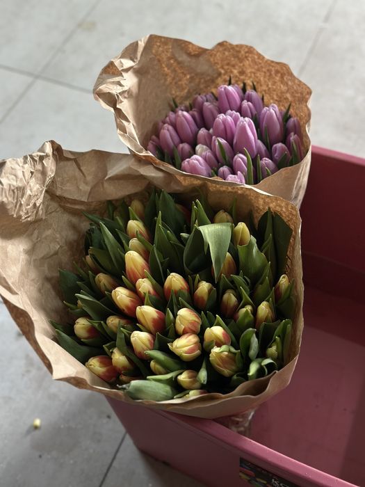 Тюльпан в розинуц