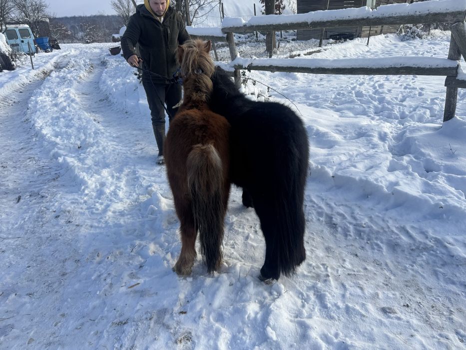 Vand  pereche de mini ponei