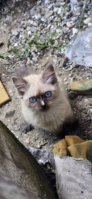 Котёнок в добрые руки
