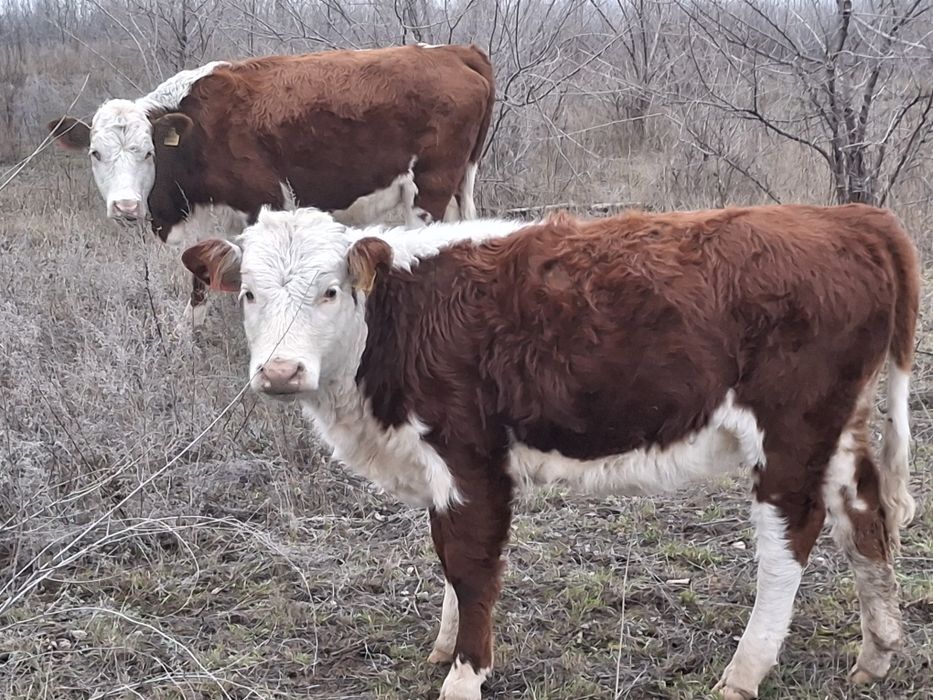 Ұрғашы подсостар сатылады