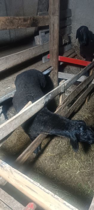 Qoʻchqorla sotiladi