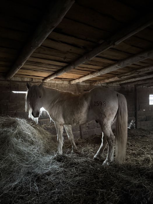 Продам жеребец .
