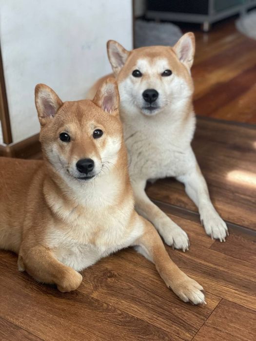 Щенки Сиба ину готовы к продаже