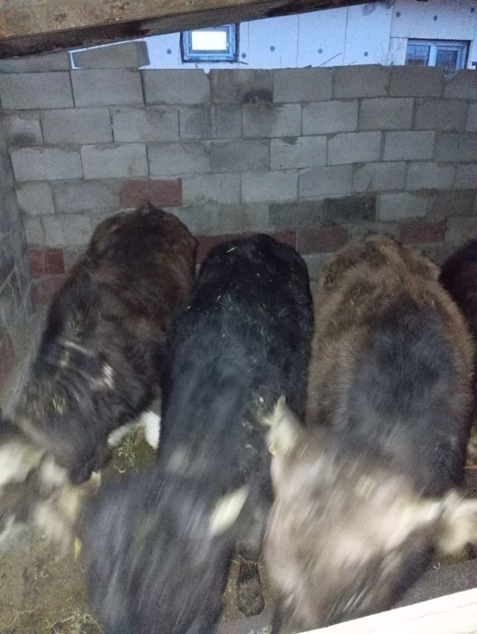 Продам бычков 8-9 месяцев