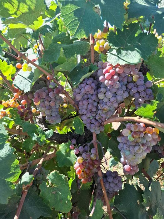 Продавам Сунгурларски червен мискет