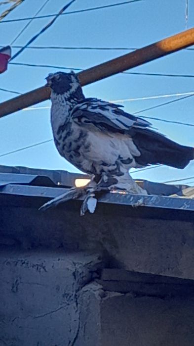 Soch sotiladi nar narxi 100000