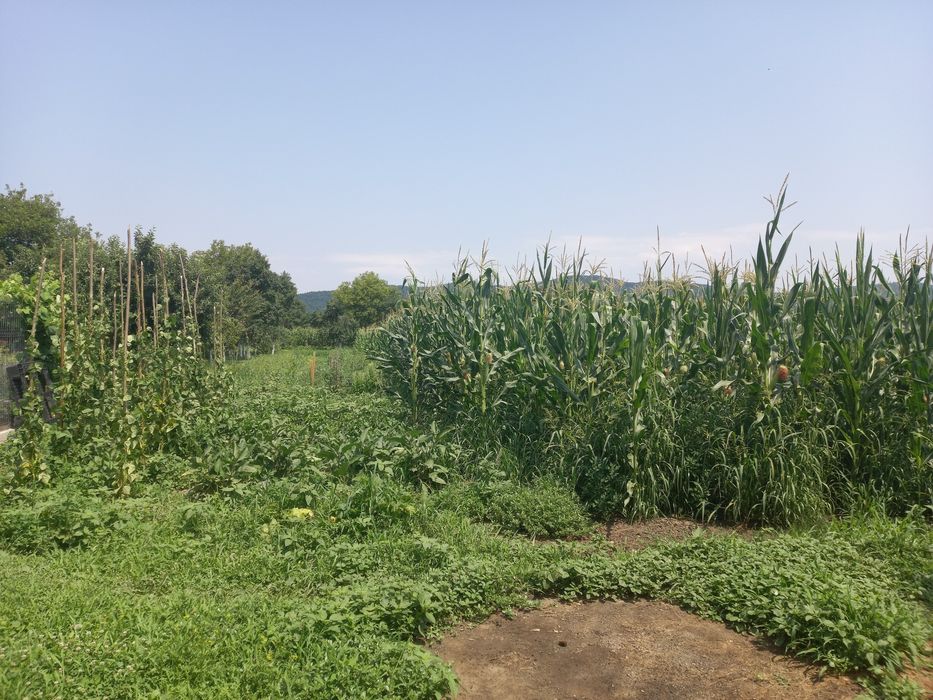 Oportunitate,proprietar vând 2 case la tara cu 2 terenuri  -6000mp