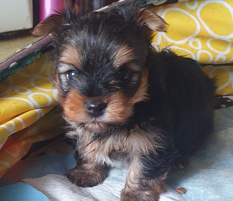 Малки  йоркита едно мъжко и едно женско