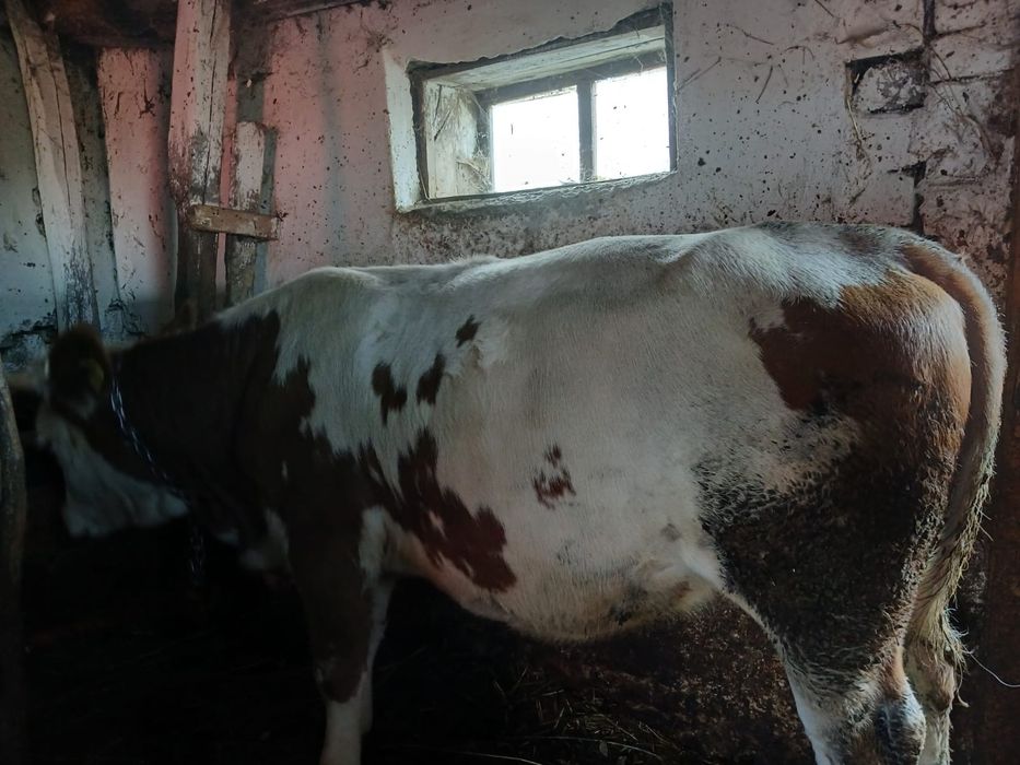 Vând junincă bălțată românească.