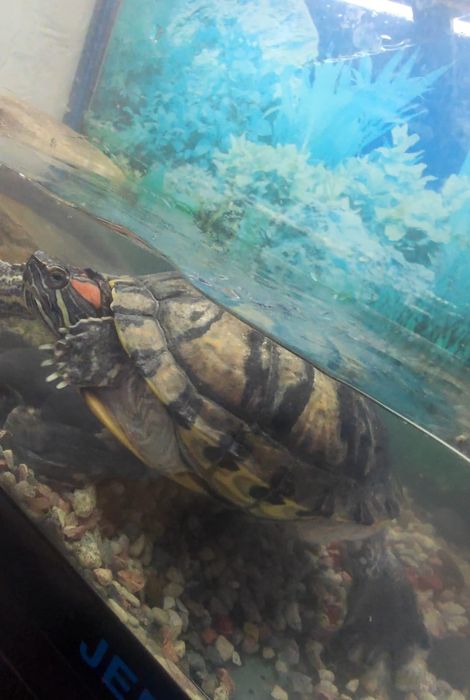 Продам аквариум с черепахой