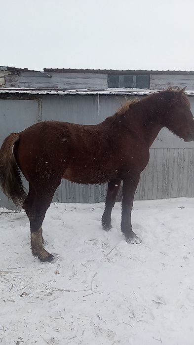 Жеребец тяжеловоз