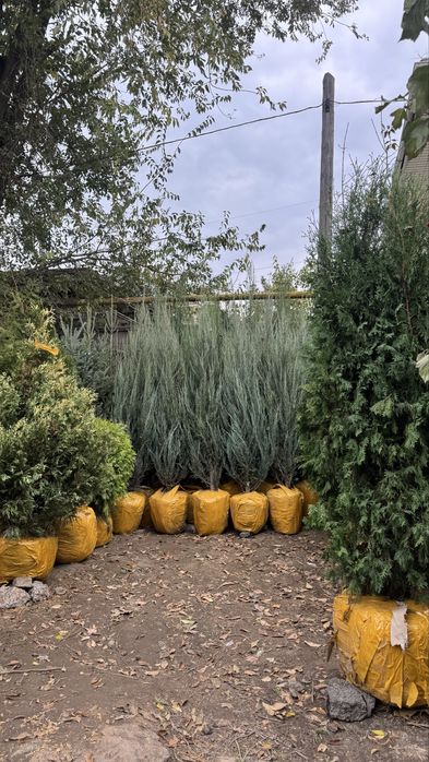 Живые деревья - ель,туя ,сосна