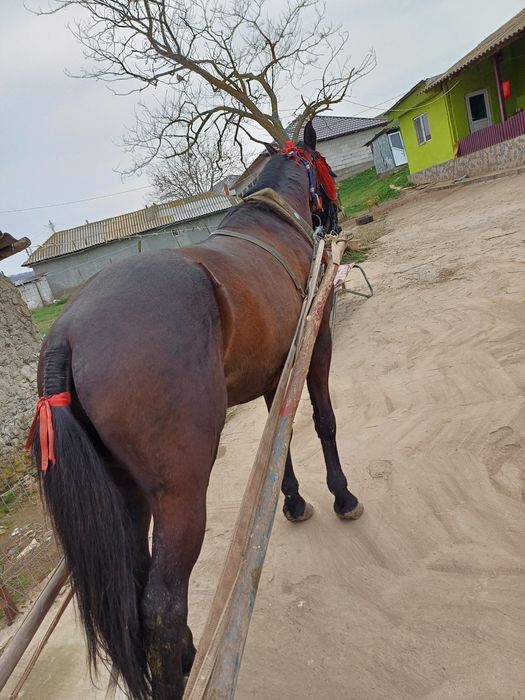 De vânzare armăsar