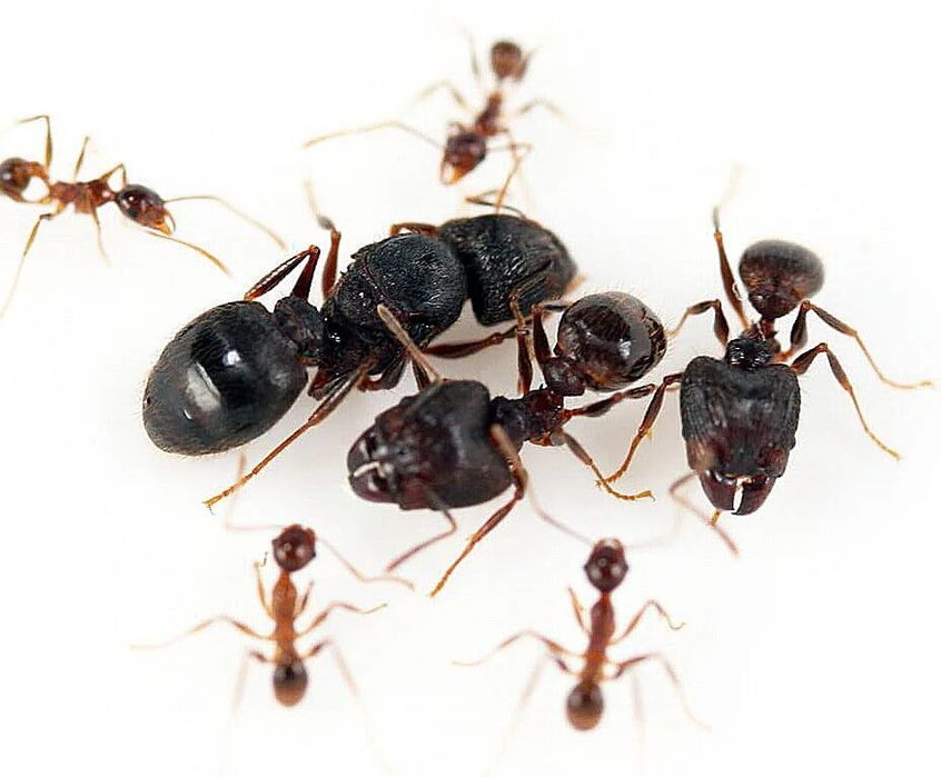 Муравьи Pheidole Yeensis