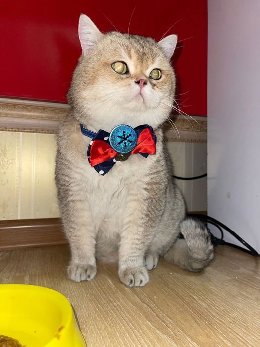 Чистокровный золотой шиншила