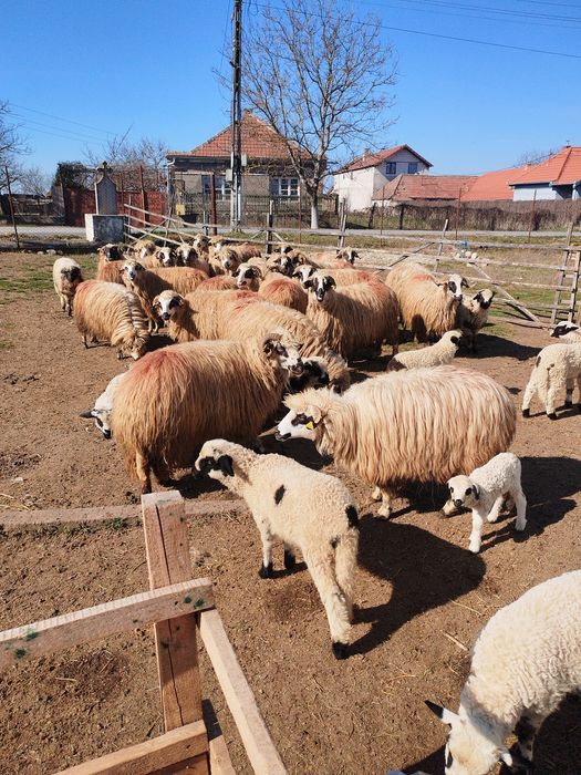 Oi tinere cu miel, de vanzare
