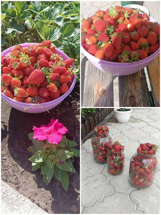 Продам домашнюю клубнику