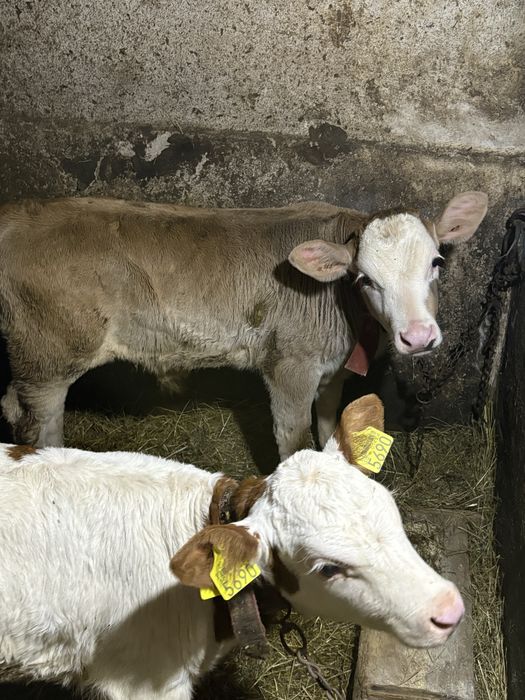 Vand doi vitei de 3 si 4 saptamani