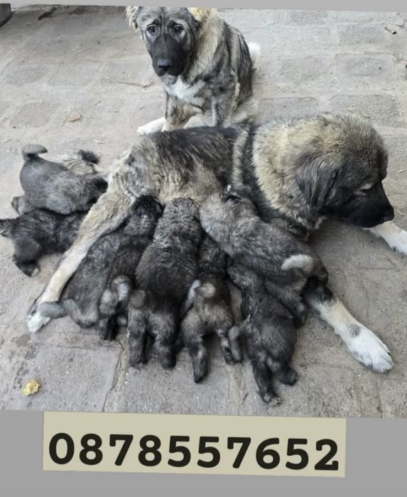 Бебета кавказка овчарка