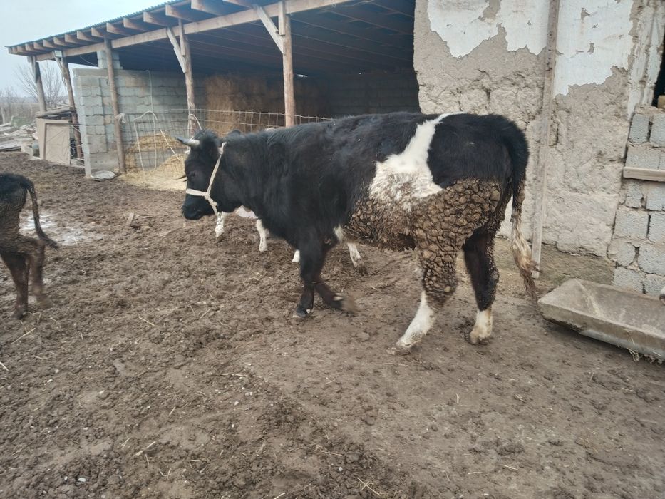 Ургашы тана сатылады.